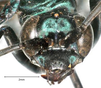 Media type: image;   Entomology 27203 Aspect: head frontal view